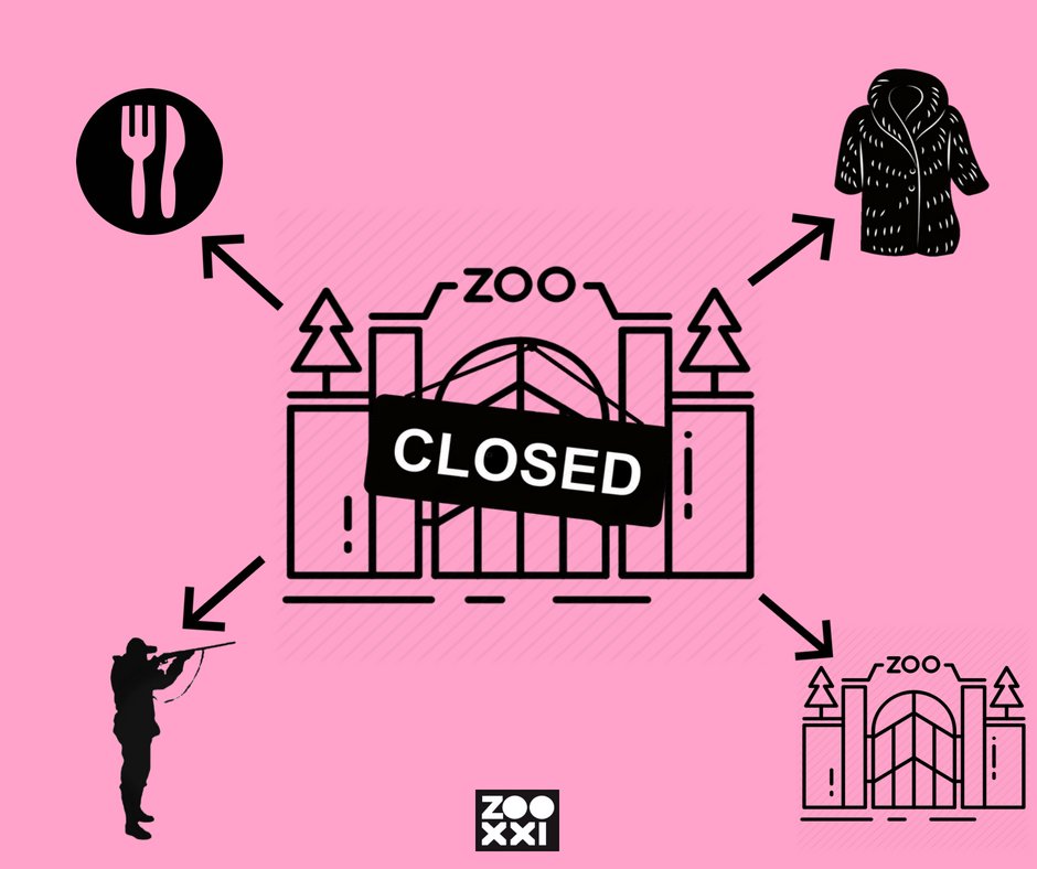 ZOOXXIproject's tweet photo. Tancar un zoo és perjudicial pels animals, la majoria d’ells acabarien a altres zoològics. No volem moure el problema a una altra banda, volem transformar els zoos en veritables eines de conservació de la natura, de protecció dels animals i d’educació per la ciutadania #ZOOXXI https://t.co/MhzHXlPyuD
