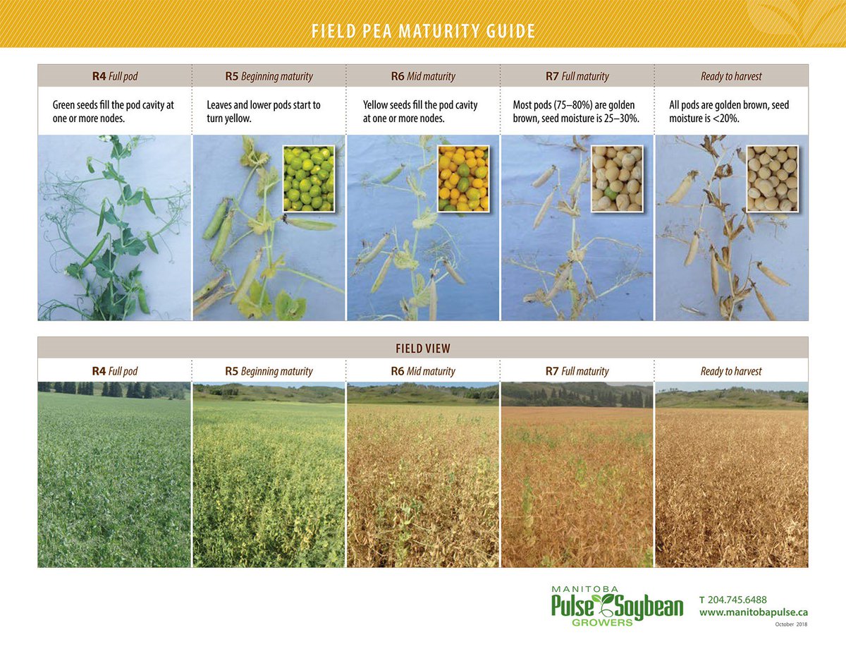 We are "peas"ed to present our newest production resources for field peas! These visual guides help assess growth staging and maturity. Check them out here:
Field Pea Growth Staging Guide: bit.ly/2rmpPOO
Field Pea Maturity Guide: bit.ly/2KUFHRR
#wegrowpeas