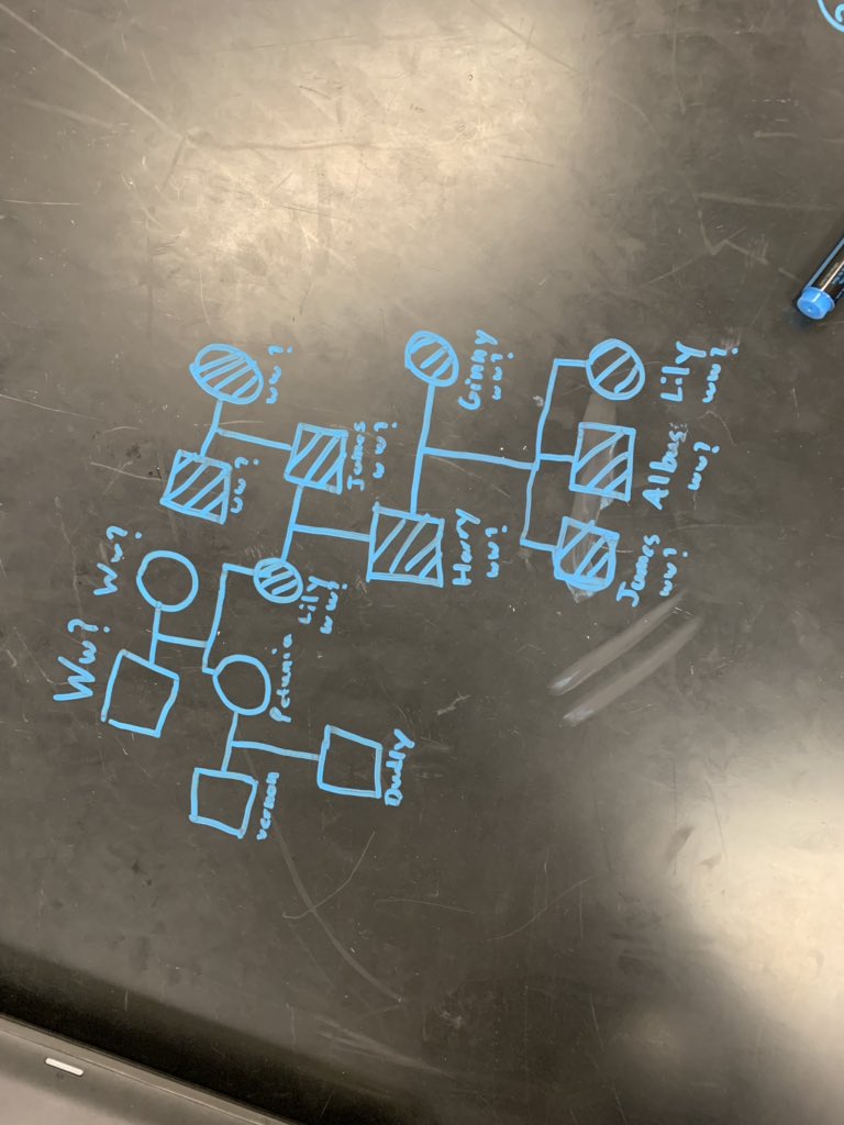 mandacarlson's tweet photo. Today, we drew pedigrees to trace the patterns of inheritance for witchcraft & wizardry in Harry Potter’s family! @EastRiverHS #ERHSBio #ERHS #HarryPotter #genetics #OCPSScience #notamuggle https://t.co/nyzvD7tHiy
