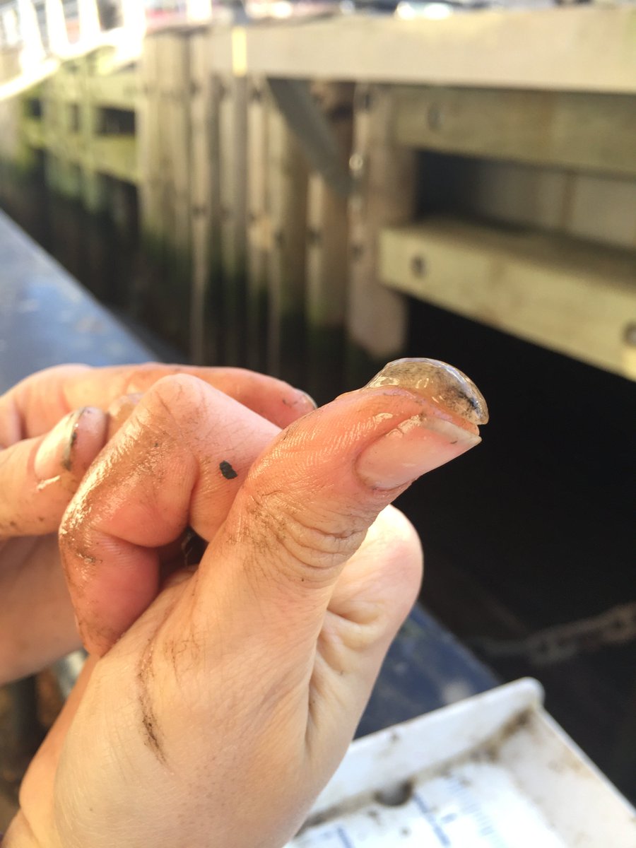 riverprojectnyc's tweet photo. Catch of the day: 1 juvenile skillet fish (making eyes at the camera) and 1 juvenile striped bass
.
.
.
#skilletfish #stripedbass #fish #hudsonriver #fieldscience #survey #research #catchoftheday #animalsofnyc https://t.co/viqQqTmIh7