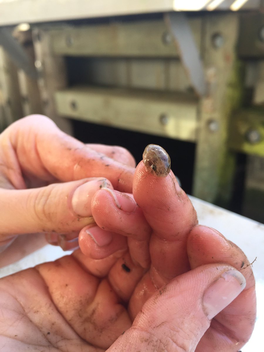 riverprojectnyc's tweet photo. Catch of the day: 1 juvenile skillet fish (making eyes at the camera) and 1 juvenile striped bass
.
.
.
#skilletfish #stripedbass #fish #hudsonriver #fieldscience #survey #research #catchoftheday #animalsofnyc https://t.co/viqQqTmIh7