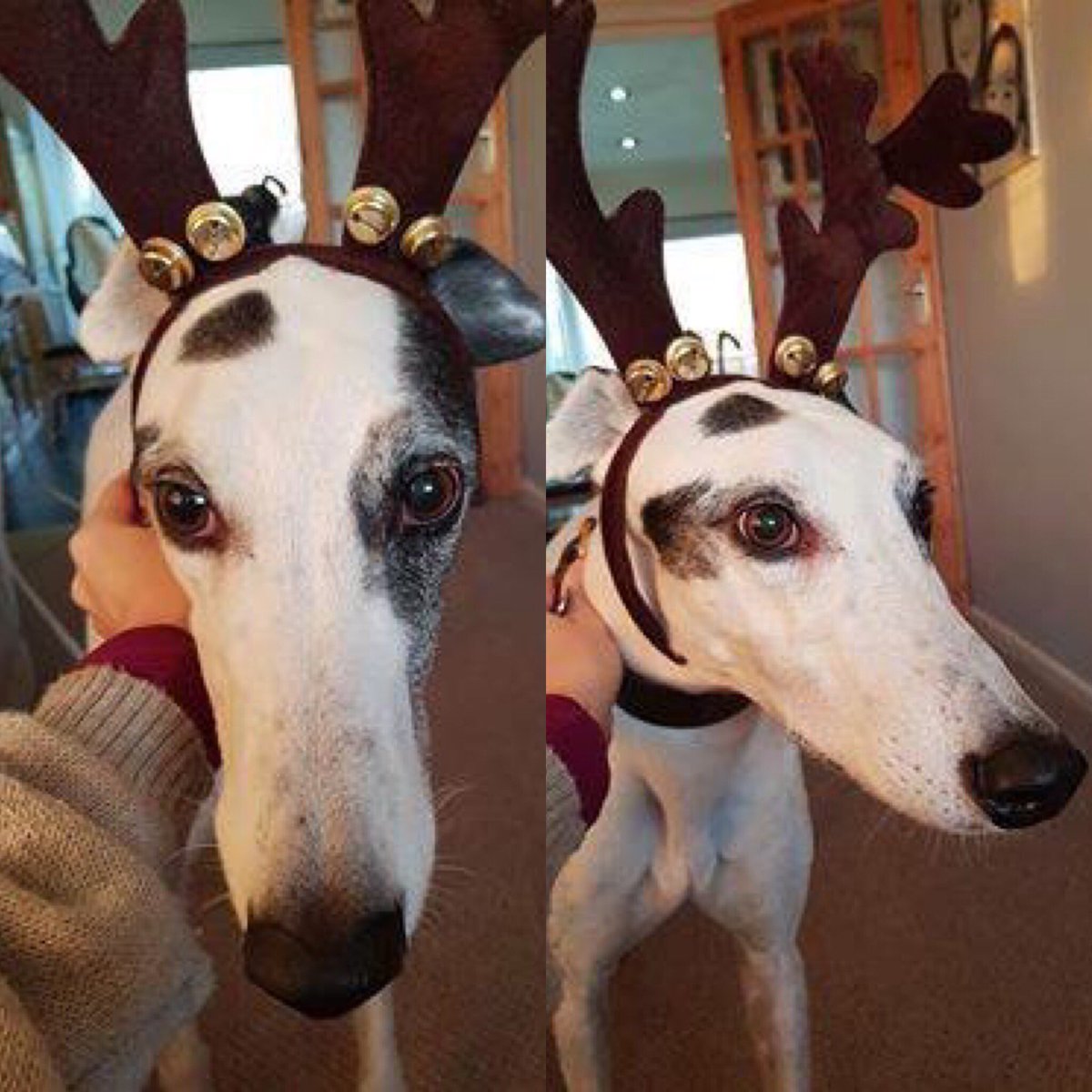 CHCharityUK's tweet photo. We have had some beautiful photos of your gorgeous pets joining in the #CHIngleBells Scavenger Hunt!!  Including Mary's gorgeous dog dressed as a Reindeer!! 😃🦌😍 https://t.co/Z7lXCcjs9Q