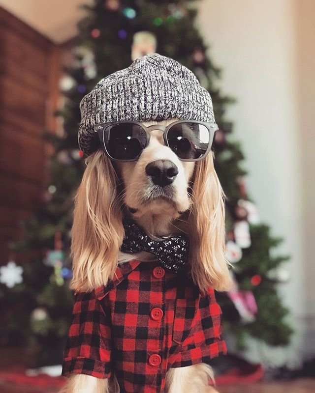 dogfriendlySA's tweet photo. Too cool for schoolโโis it winter break yet? ๐๐ Stay tuned for some upcoming opportunities to dress your pup in style right here on #dogfriendlysa! ๐ธ: @_andrewdee_ https://t.co/ir4sqx2EcC
