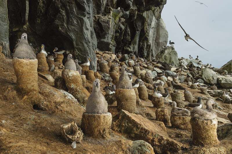 BioSussex's tweet photo. Chatham albatross (Thalassarche eremita) babies sit on little nest towers until they're strong enough travel away from the nest 😊 #2018ebe https://t.co/xPiixHN5c5