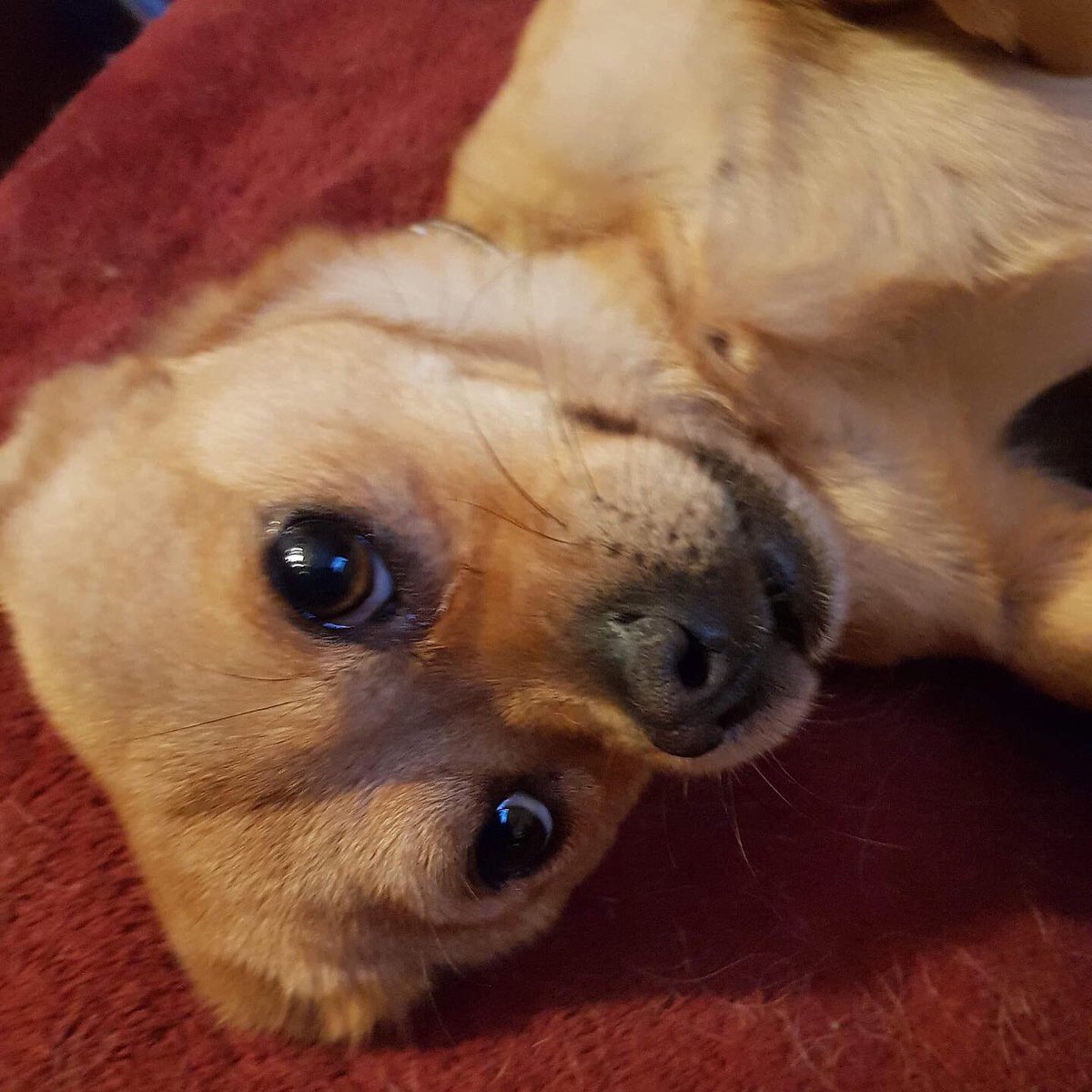 PawfectMatchUK's tweet photo. Hey guys, meet Cooper! 🐕 

Cooper is 5 years old and a sweet, loving young boy. He would be an awesome family addition, as he is great with all dogs and children aged 6+.

See how you can apply to adopt Cooper here: https://t.co/XgxWu9rkcl #share #adopt #rescue #pawfectmatchuk https://t.co/8z60synTcq