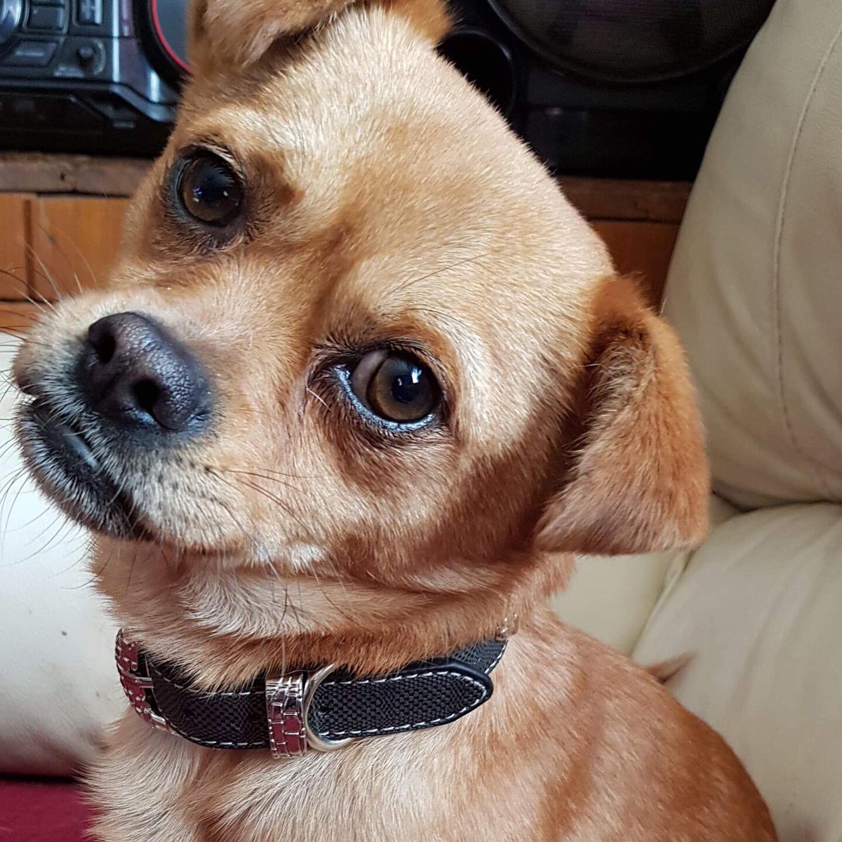 PawfectMatchUK's tweet photo. Hey guys, meet Cooper! 🐕 

Cooper is 5 years old and a sweet, loving young boy. He would be an awesome family addition, as he is great with all dogs and children aged 6+.

See how you can apply to adopt Cooper here: https://t.co/XgxWu9rkcl #share #adopt #rescue #pawfectmatchuk https://t.co/8z60synTcq