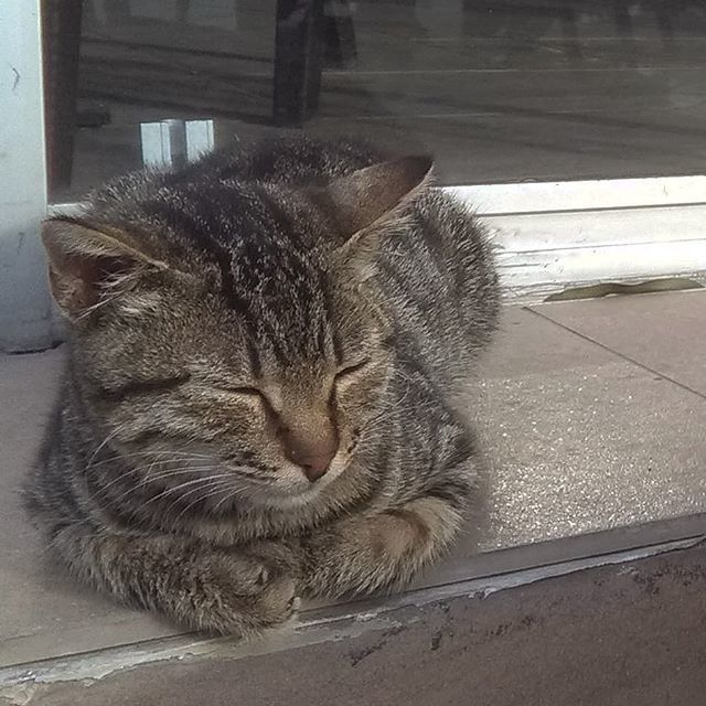 FurlingtonPost's tweet photo. In my dream I'm rolling in a field of catnip 😸
#thedailycrumpet #catsofbodrum  #catsofinstagram #catsofturkey #tabbytuesday #catgram #sleepingcat #catloaf #instacat #dailycat #gata #gato #katze #chat #kedi #tabbycat #neko #kot #sleepycat #mykittyloaf… https://t.co/4JLMIjd1QU https://t.co/bZZOVDB0eU