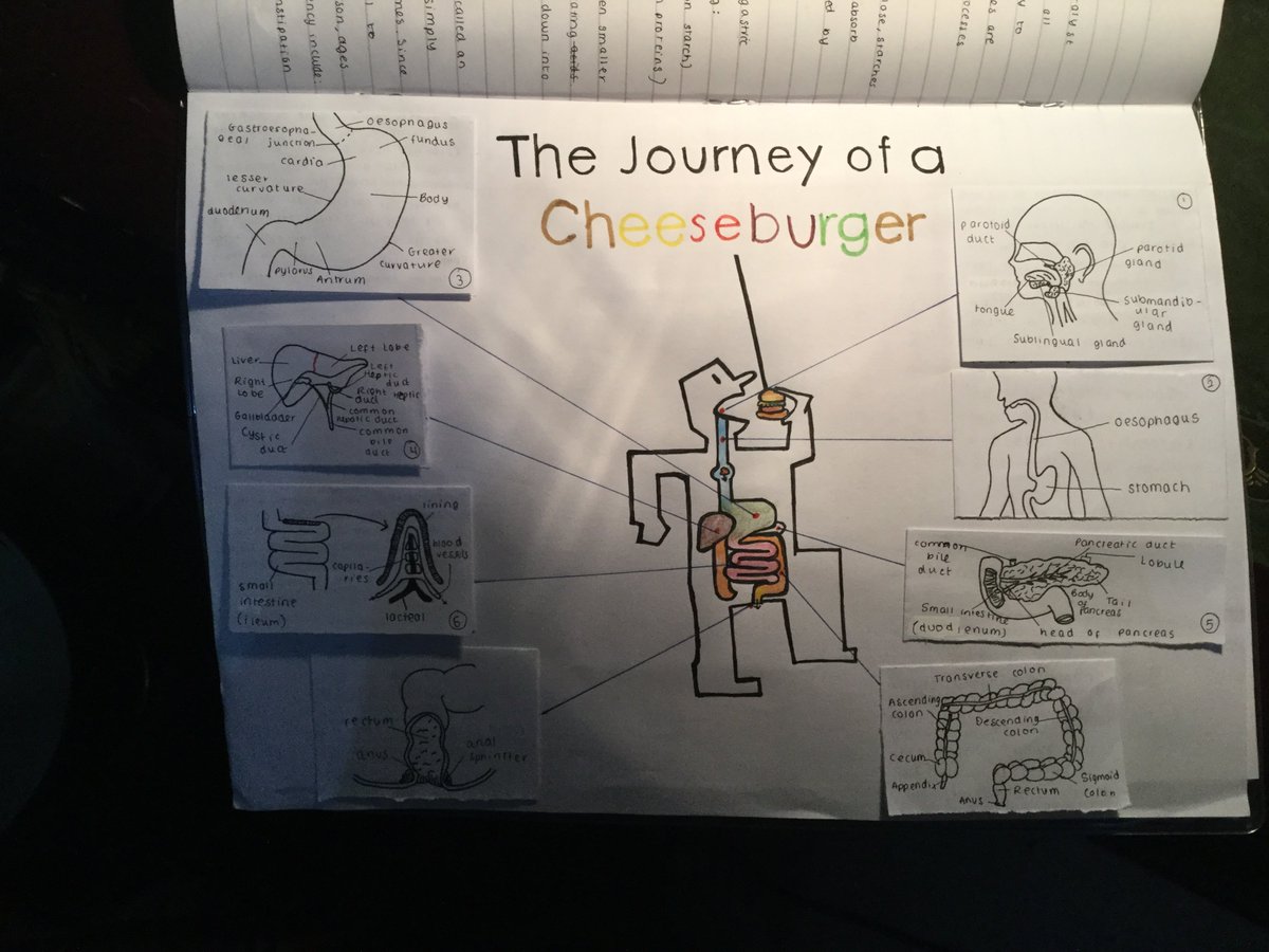 Challney_Girls's tweet image. Amazing work by one of year 8 students in Science! #creativity #prideinwork #Science Thanks Mrs C for sharing with us:)