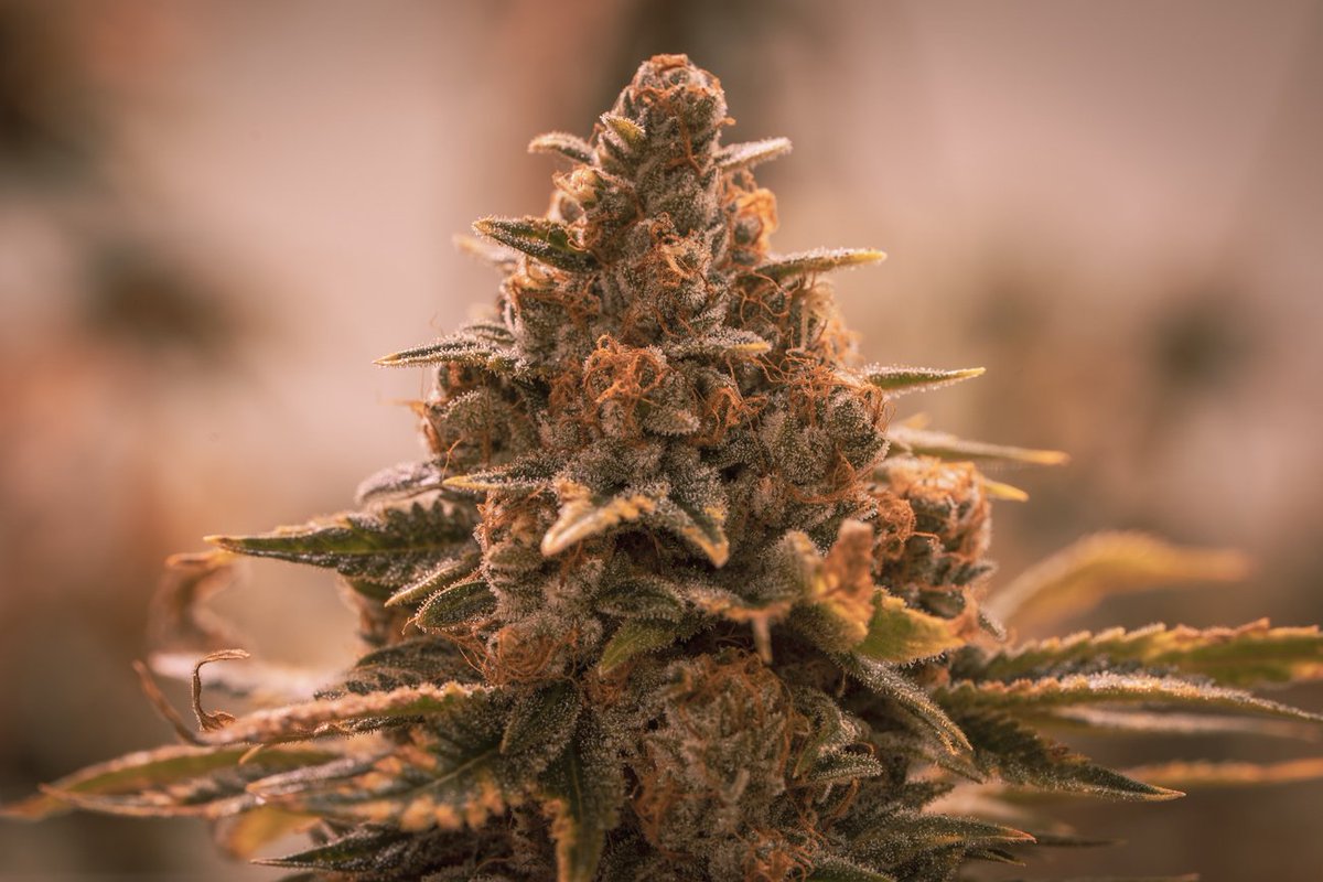 pandodispo's tweet photo. Some monster nugs for your tokin' tuesday. πΉ Get one joint for $5 or five joints for $20 eveyr Tuesday at Pando. π₯ #PandoDailyDeals #420 #WeedPorn https://t.co/uHcJcclpXn