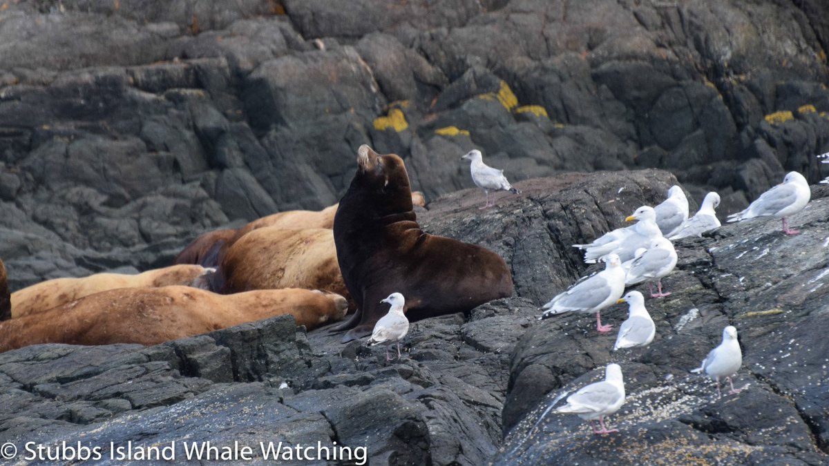 Sometimes we get surprise sightings, like this California #SeaLion hauled out in amongst all the Steller Sea Lions. #telegraphcove #whalewatching #stubbsisland stubbs-island.com