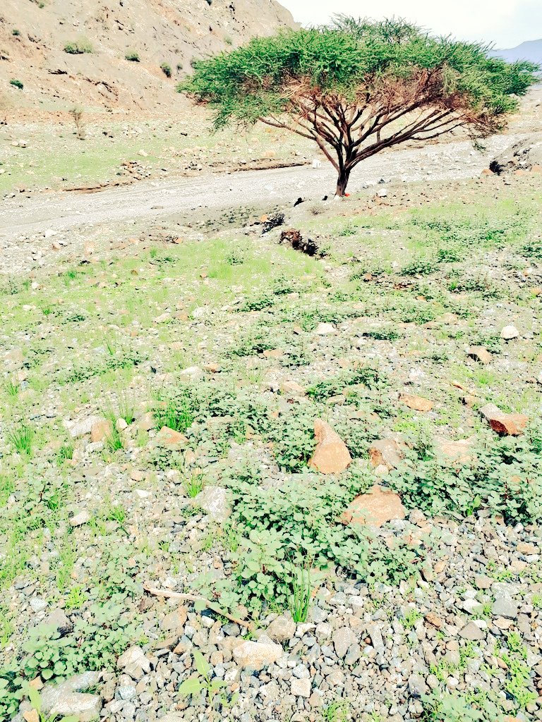 sumiry1's tweet photo. يحدثنا كبار السن عن سنوات ٣ متتاليه تشابه هذه السنة حيث إن المطر أستمر شهور لفترات متغرقه ومنا أسبوع متواصل حتى أن العشب نبت والمطر يهطل ولم ينقطع !!
وسميت ب سنة معيضة وسنة الربيع وسنة العسنة!!! وهذا قبل أكثر من ٦٠عاما
فسبحان من يدبر الأمور ويعلم بتقلب الدهور https://t.co/fJDcRI5ii5