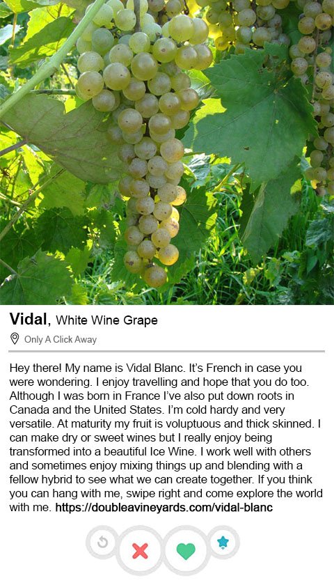 DoubleAVineyard's tweet photo. Hey there! My name is Vidal Blanc. It’s French in case you were wondering. I enjoy traveling and hope that you do too. Although I was born in France I’ve also put down roots in Canada and the United States. Click my photo to learn more! https://t.co/FV0SUYfBnT https://t.co/qSezEnVNQ1