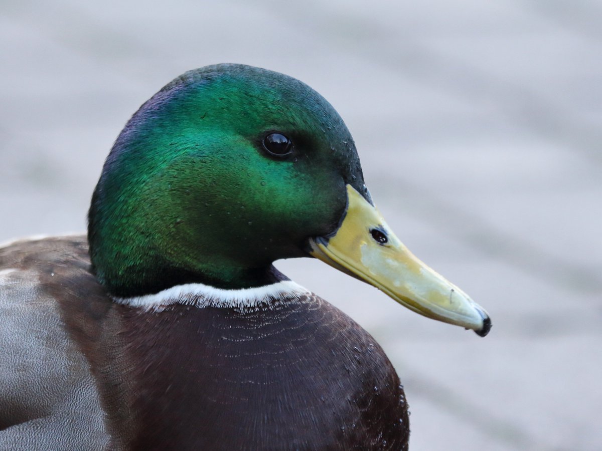GazingAtTrees's tweet photo. I don't normally take photos of the mallards, but am trying out a borrowed camera, so fired off some shots, and this chap looks rather handsome. I think he's been getting posing tips from the kingfisher. #rbgenature https://t.co/9h4Vsiaw2p