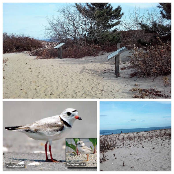 NYNJBaykeeper's tweet photo. Piping plovers have returned to the beach area in Belmar, along with the rare seabeach amaranth plant. Both are federally endangered species.
https://t.co/KjB7LCPh0B
#nynjbaykeeper #wildlife #birds #beach #endangered @Belmar_NJ @NewJerseyDEP https://t.co/55utT7qy7z