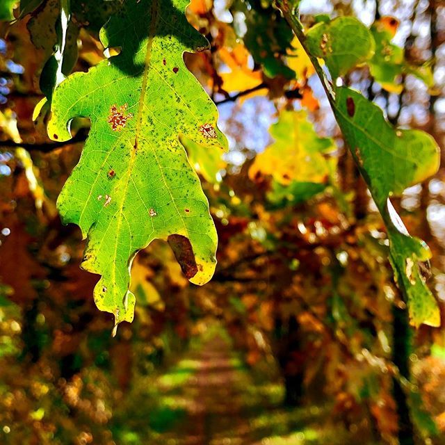 HHLifestyleTrav's tweet photo. Sometimes you just need to stop and appreciate the light. The low autumn sun lit up this oak leaf like a beacon. Stop to smell the oak leaves, folks ;-) #travel #france #oaktree -
-
-
-
-
-
#poitoucharentes #chemin #photographer #travelwriter #writetot… https://t.co/8dckU1OwT1 https://t.co/wcZfroejgU