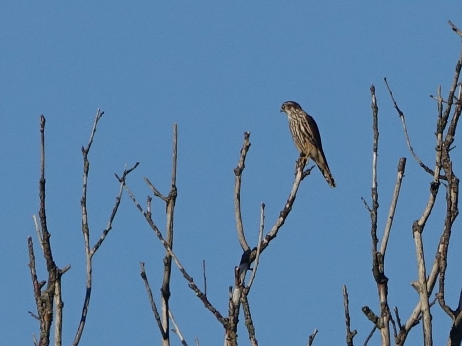 miek koopmans🐝 tweet media