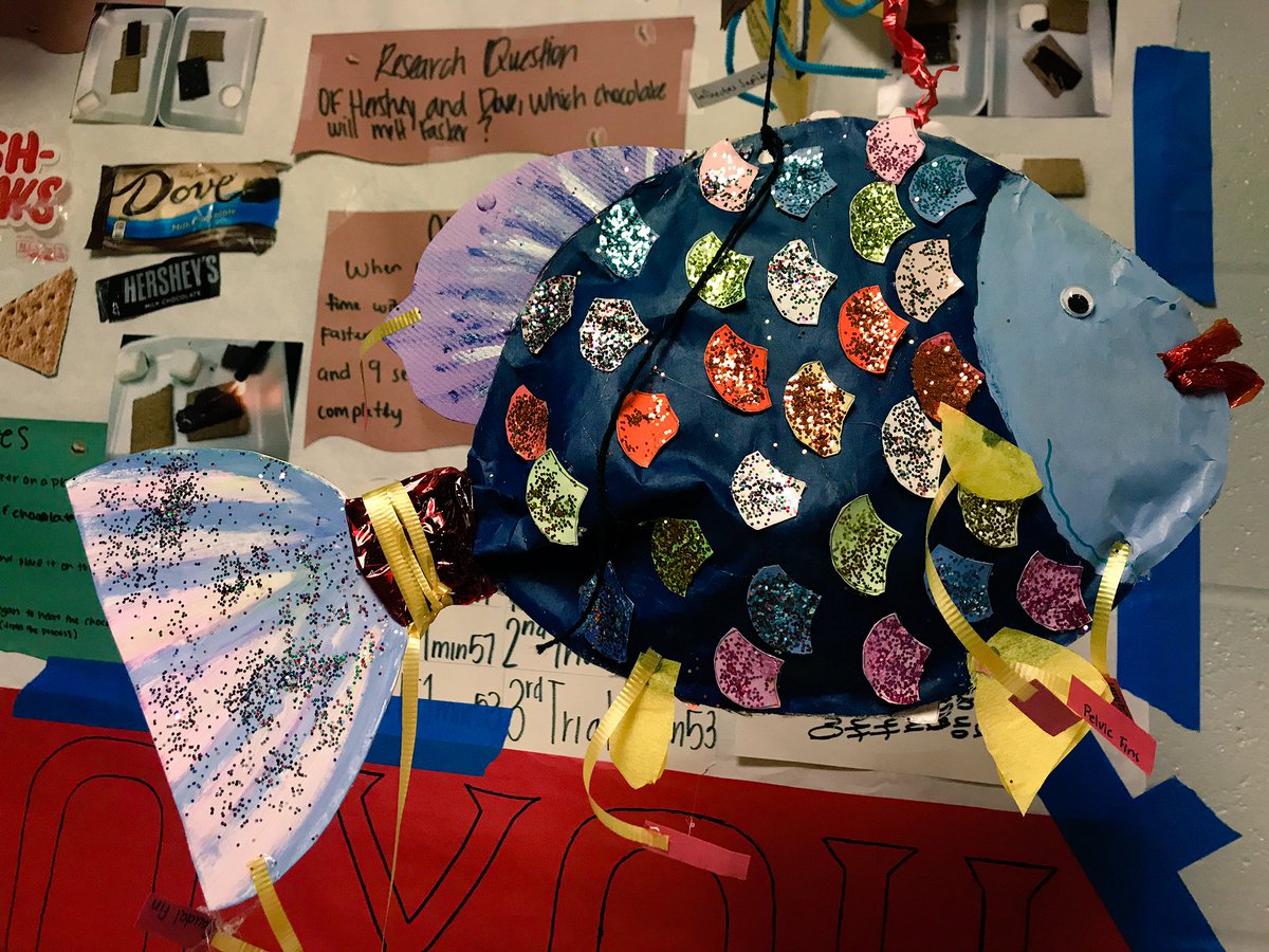 teamprufus's tweet photo. Asia the Rainbowfish. She is native to the Mamberamo River @BakerScienced @BellaireHigh https://t.co/xYJkHVgwb5