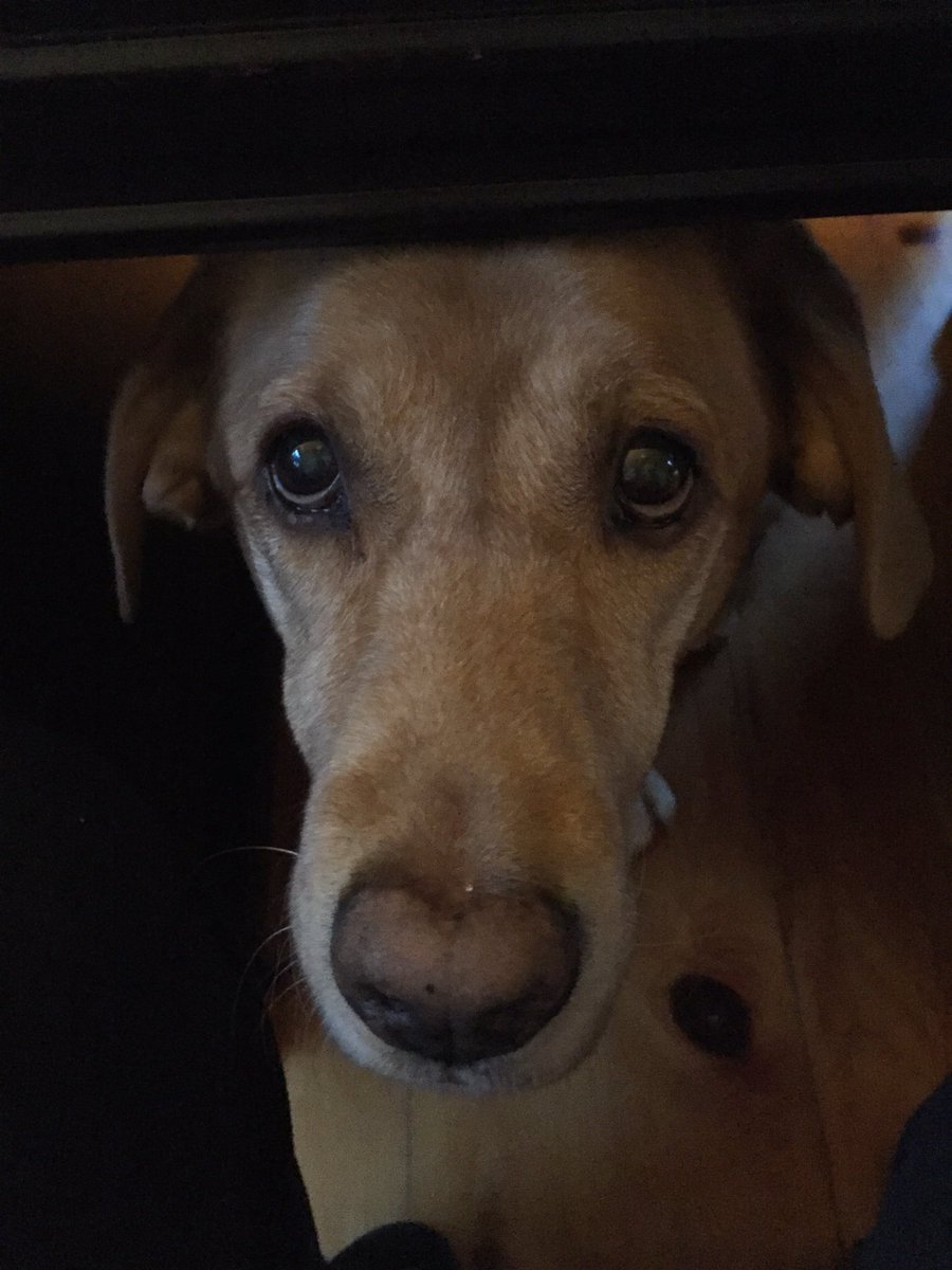 melindamlee's tweet photo. I love it when this little face all of a sudden appears from under my desk. Must be walk time. π #homeofficewin https://t.co/sJH8uP7QHE