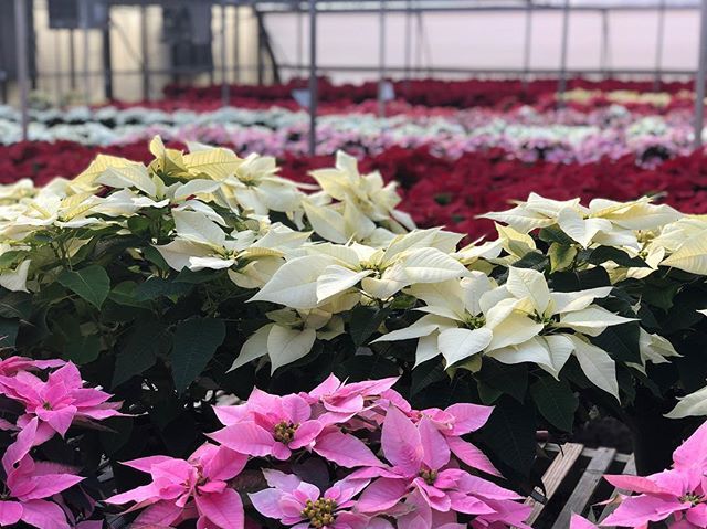 RDUbaton's tweet photo. If you haven’t stopped by @homewoodnursery this holiday season then you are missing out! They literally have thousands of poinsettias on display in every color you can imagine. It’s pretty spectacular! I swung by to pick up a few for my home and had the … https://t.co/W0VX67G2kl https://t.co/j1BbMoUU1a