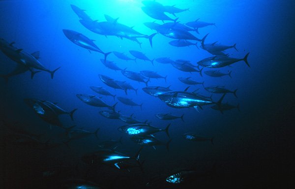 docudr's tweet photo. Marlin, tuna, going, going, gone? Hear why on Mothering Earth @RadioPublic #earth #sustainable #fishing #carbon #trophiclevel #longlining #dredging #marlin #tuna
https://t.co/FddUMXoMgA https://t.co/p9qzhaBwbZ https://t.co/qGPqfDaLTw