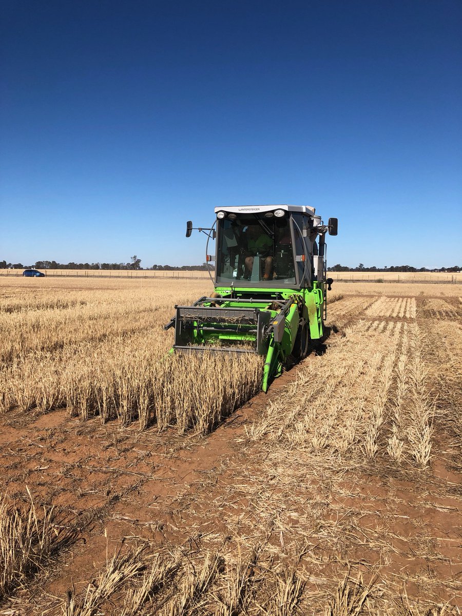 far_australia's tweet image. FAR 2018 Harvest underway at a very dry and frosted Riverine Research Centre (RRC) Yarrawonga.#riverineresearchcentre