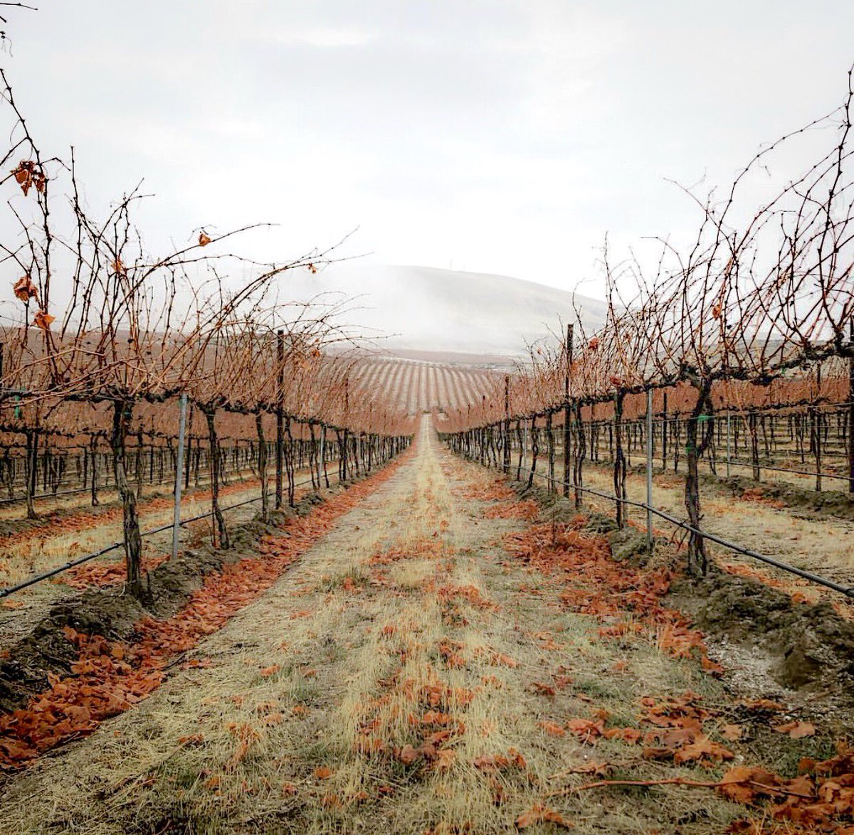 Wa_State_Wine's tweet photo. The beautiful quiet of #WAwine 🍇😴 #YakimaValley #WinterSlumber https://t.co/HAr9ChN7Ys
