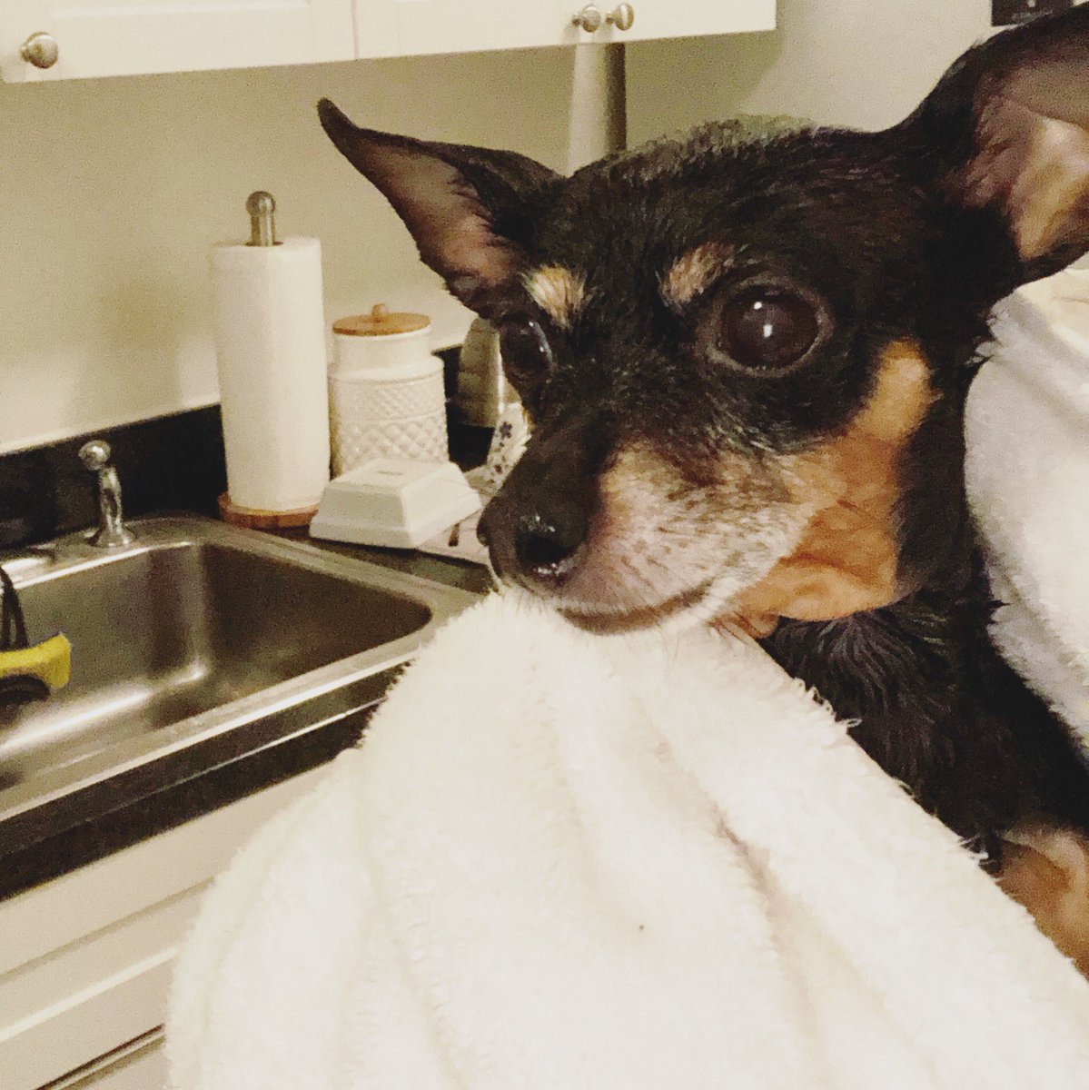 I refused to give you 👅 #tot #tongueouttuesday pic Mama since you gimme a baff 🛁😒 #nottodaysatan 
#wetdog #silliouslysparta #minpin 
#miniaturepinscher #doggo #dogs #cutedogs #ilovemydog #furbaby #pets #doglovers #vegandog #veganpup #dogsofnyc #adoptdontshop #veganpets