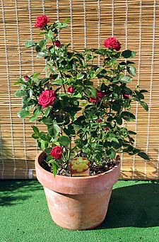 Raymond00304753's tweet photo. i love flowers https://t.co/EfY3SNoAGK