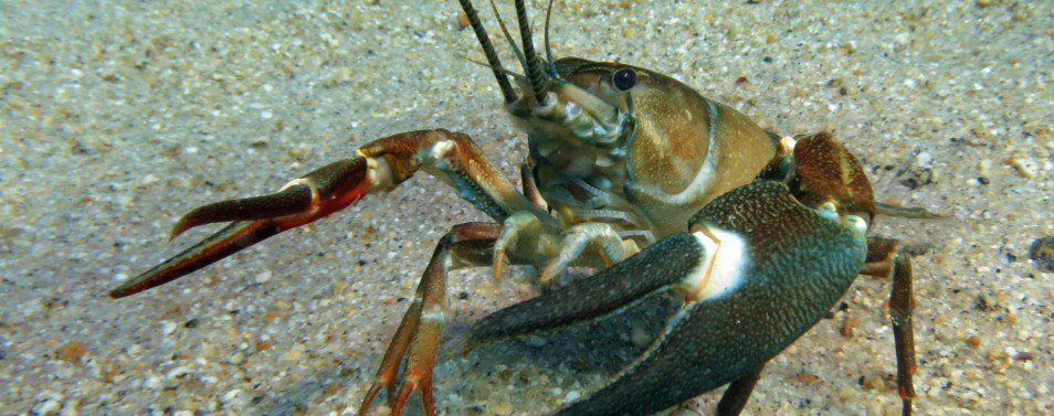 Pacificastacus leniusculus