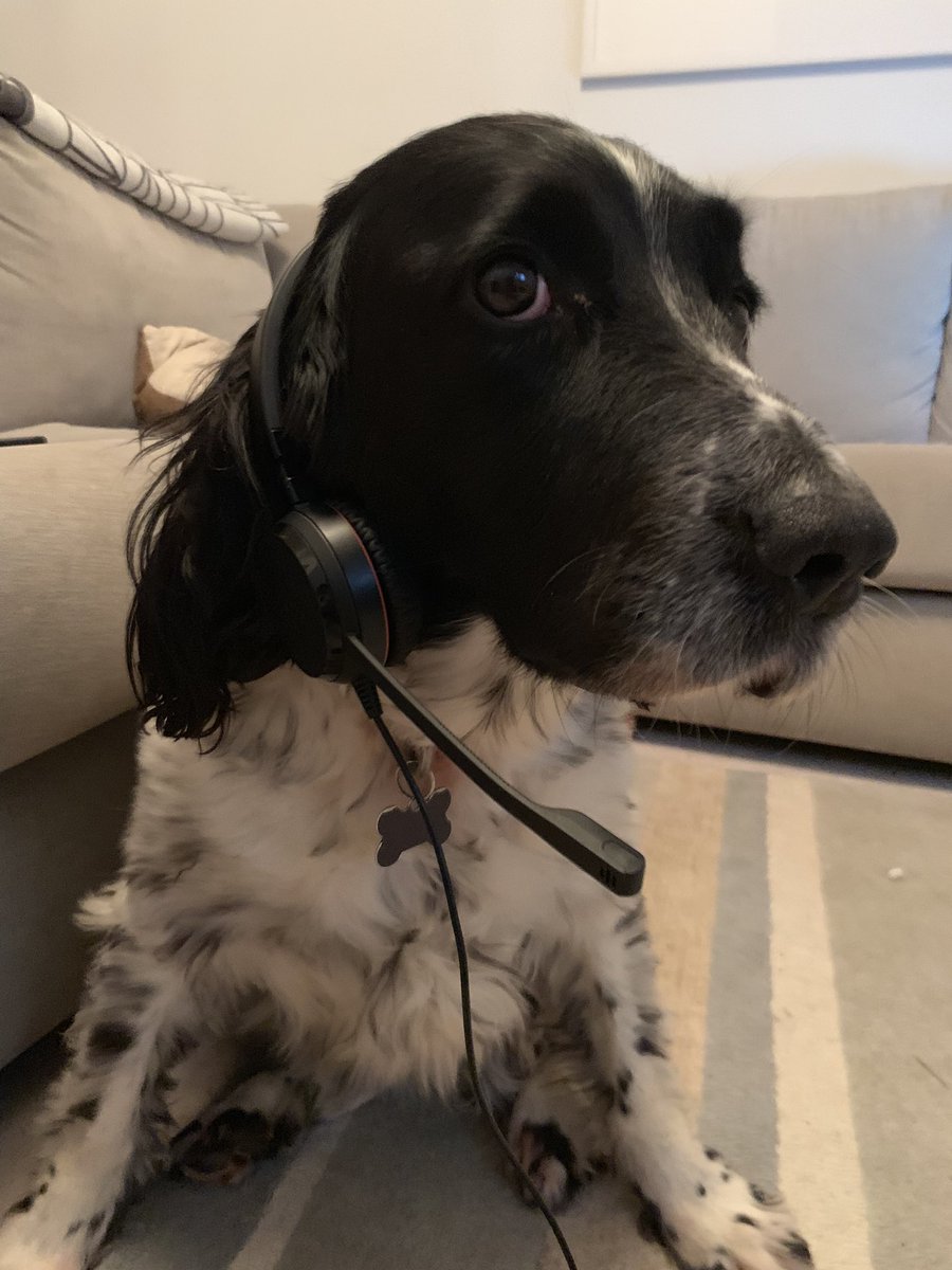 The puppy taking a call on my behalf 😂😂😂 #MyWorkInspired