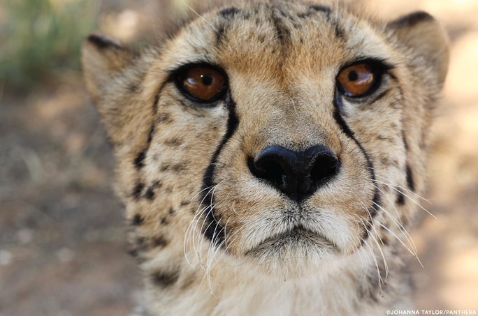 PantheraCats's tweet image. #Cheetahs are the only cats with the signature ‘tear streaks,’ but they’re not from actual tears. Scientists think they could be used to reduce sun glare or even make them look more aggressive to competitors. #InternationalCheetahDay More about cheetahs: bit.ly/2huzu3C