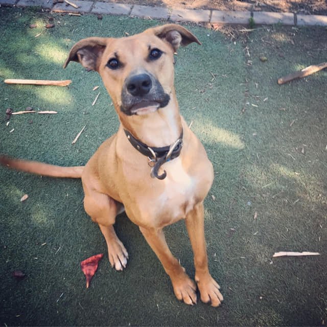 4lyfe_rescue's tweet photo. High cheekbones, perfect 5 o'clock shadow, jaunty ears, and just a hint of eyebrow - Chica is farshion as all get-out. 

Chica's Adoption Profile - https://t.co/U3pHt1akzq
#AdoptDontShop #AdoptMe #Chica4Lyfe  #DogsOfCanberra #WhyIsSheStillHere #Beauty #Fashion #Farshion https://t.co/JduOk01lzo