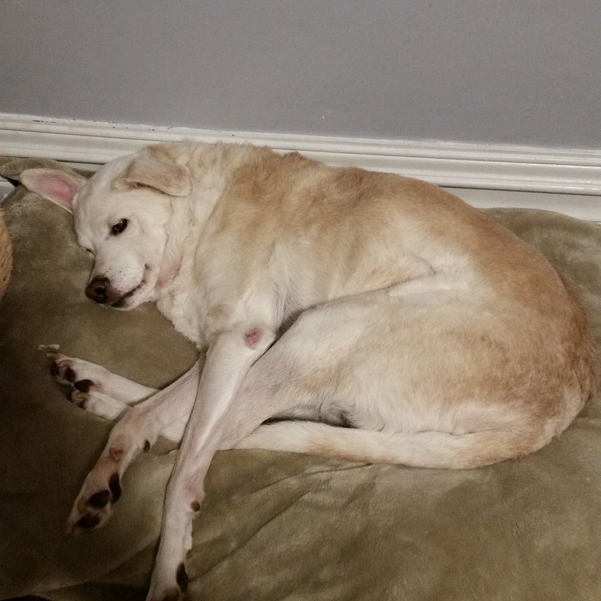 GoodOldTails's tweet photo. @barneyboy2k @DebbieGibson Thank you! https://t.co/VxLfbriE0w