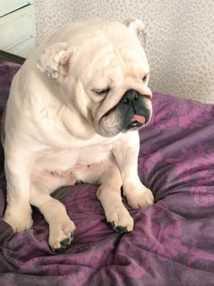 collectibulldog's tweet photo. #Sitting around #waiting to #follow back gets #dogone boring https://t.co/1f4IEhNlYp