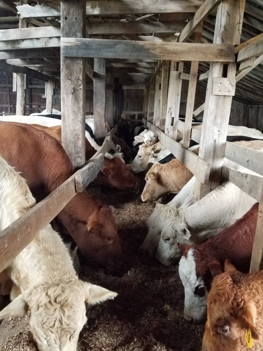 BennettElbert's tweet photo. My girls are enjoying their first feeding of corn silage topped with dried molasses of this feeding season. https://t.co/SX1E3KY6gy