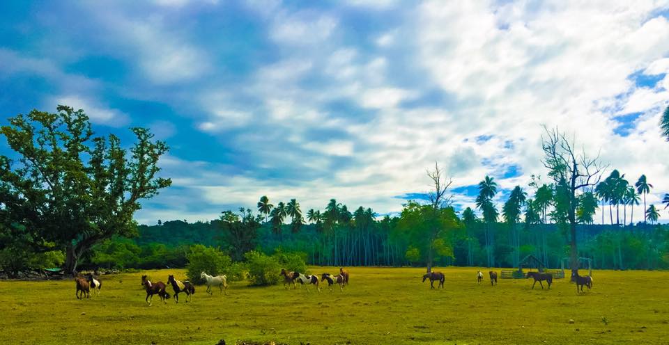 RatuaIsland's tweet photo. The horses of Ratua Island
#Ratua
#DiscoverVanuatu https://t.co/oV74EgsHDW