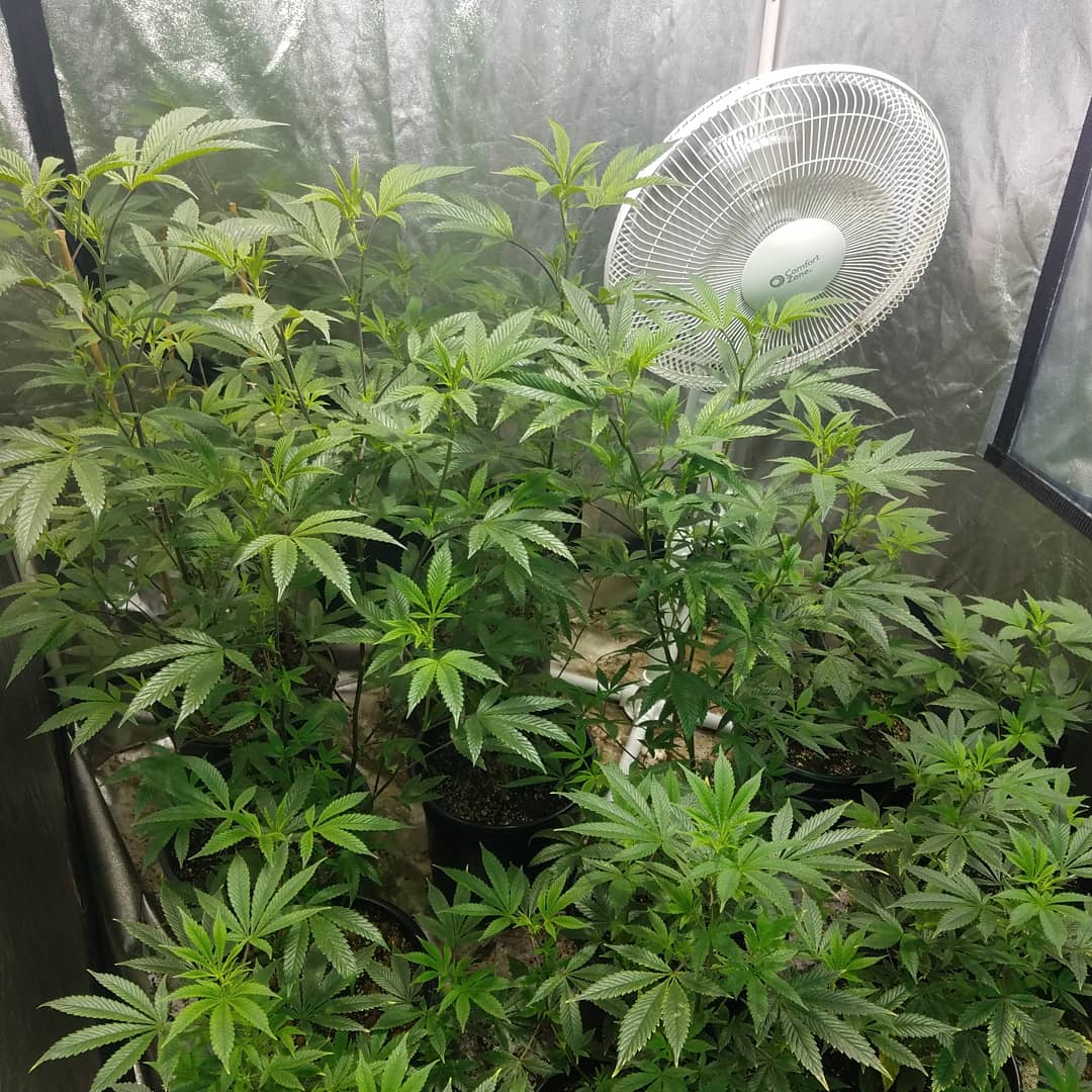 420Hemply's tweet photo. Good ol Michigan #recSTATE #MIgrown #hermH3MPLY https://t.co/FQFuGXpePt