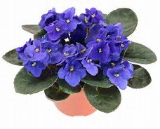 CalPlantLady's tweet photo. Houseplants - Talk to your plants, the carbon dioxide in your breath may energize their gas exchange cycles. https://t.co/j2f1zSeFKJ