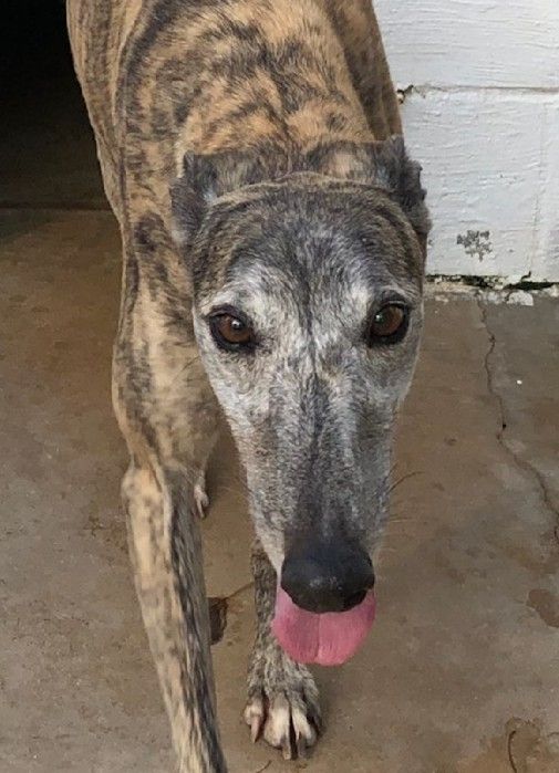 Gentle Gwen is now available and ready to start the New Year as a new addition to your family!  This girl has definitly earned her forever couch after 112 races and 21 pups.   galtx.org/hounds/gwen2.s…. #greyhounds #retiredandlovingit