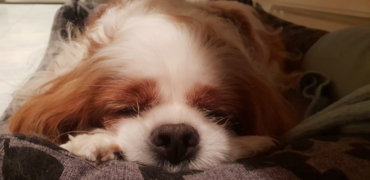 spaniel_yaps's tweet photo. I love my comfy bed! #dogsoftwitter #cavpack https://t.co/VqAqDLMGNp