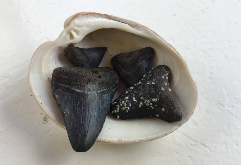 PearlBeachInnFL's tweet photo. You'll find countless treasures on our beach! #ManasotaKey #Florida ⛱  https://t.co/F0BiRqktxH https://t.co/0Rk0rP0GAa