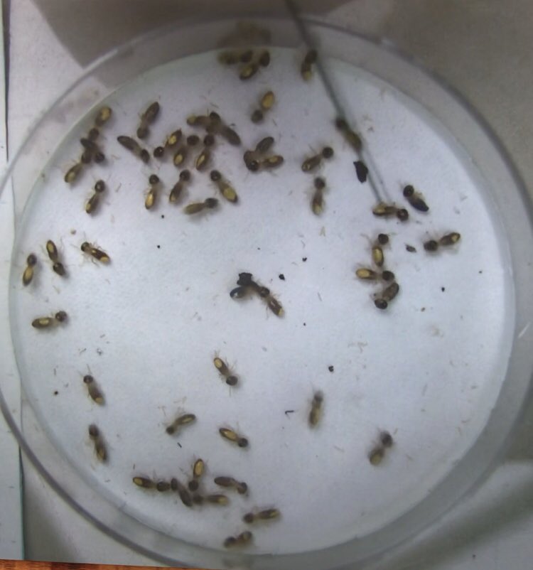 yaldeezy's tweet photo. We wanted to test this after observing the termite videos bc the 40vs10 group had much more agression than the 25vs25 group. After gathering some data, we were able to support our hypothesis that the rate of death is much higher in the 40vs10 ratio.(Part 2) #eeb3201 @SarahKnutie https://t.co/B5cnWEfjtF