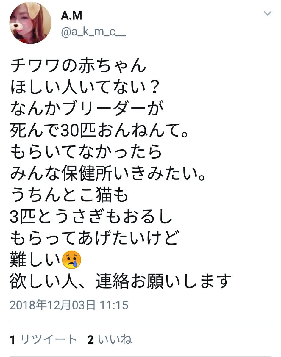 チワワのブリーダーの死亡が相次ぐ Togetter