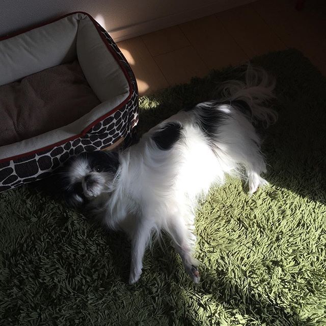 ruby_kii's tweet photo. warm belly โ๏ธ #JapaneseChin #็ #chinstagram #sleepyhead #sunworshipper #warmdayindecember https://t.co/v1A1cII1fH https://t.co/c2G3M4XfrX