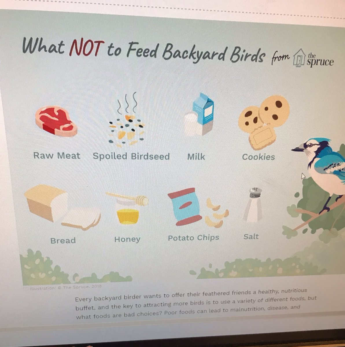 skaarface32's tweet photo. @rmschlesener @peta You shouldn’t actually feed scones to birds, since they are basically bread. Bread is on the top ten unhealthy things to feed birds. 😂 https://t.co/FGggW3J00D