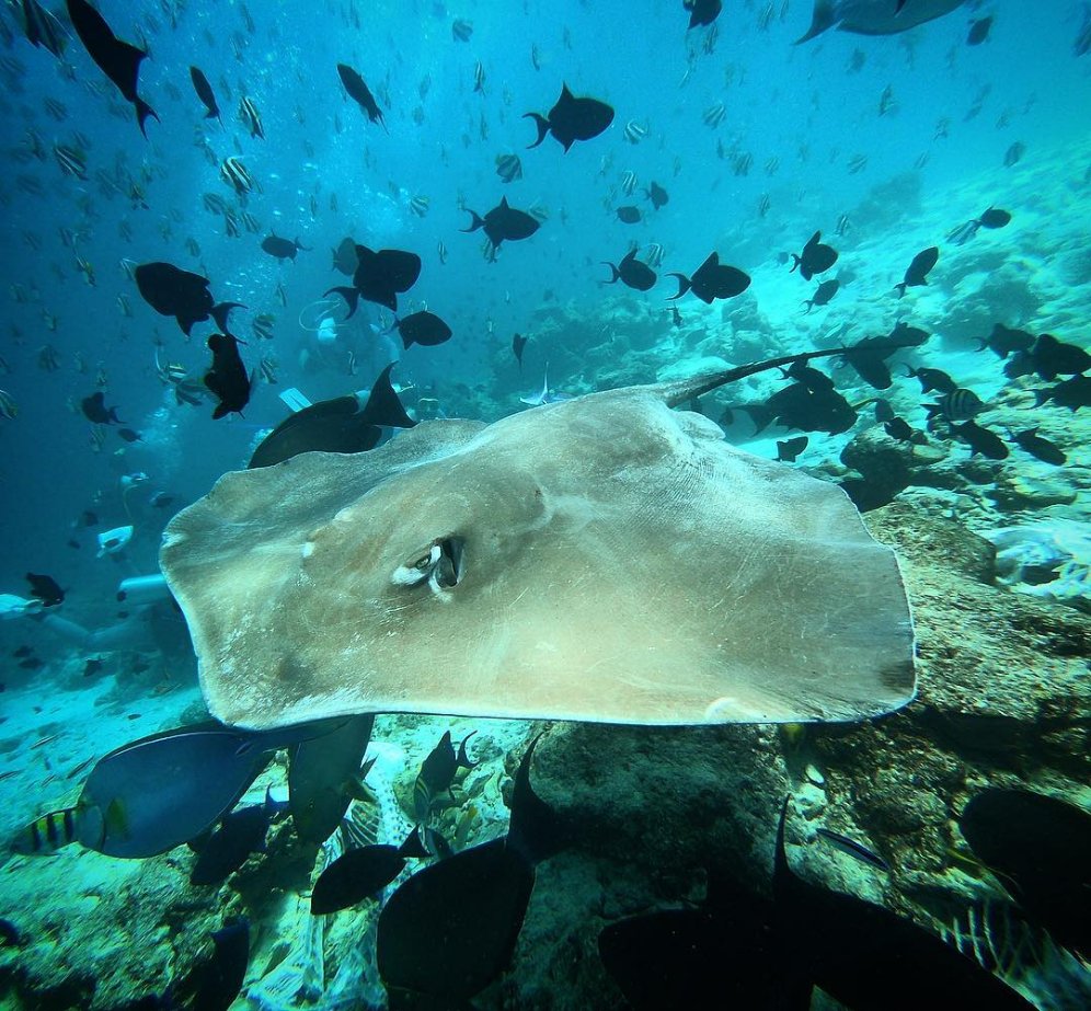 Scubbubs's tweet photo. Reposting @aggressorliveaboards: 
...
#Stingray, Maldives Aggressor II
#diveaggressor #aggressorliveaboards #scuba #dive #divelife #scubadiving #liveaboard #liveaboardlifestyle #adventure #adventuretravel #travel #maldivesaggressor
#scubbubs #liveaboards #liveaboarddiving https://t.co/hY7CXSOP93
