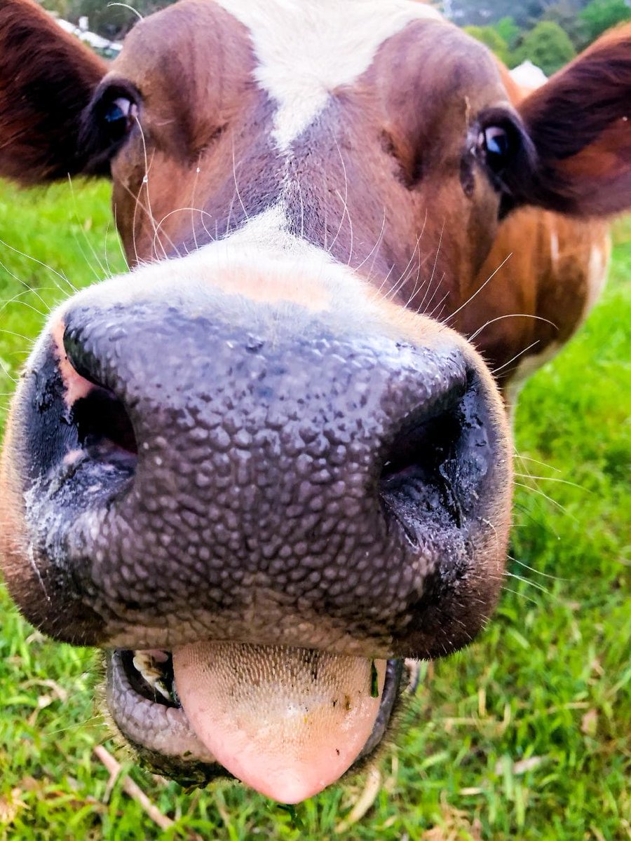 theweeklytimes's tweet photo. A person in Wangaratta met a most inquisitive cow who came over to check on them fixing an electric fence, then stayed for a photo shoot.
#backpaddock
MORE: https://t.co/ek0s4y6yiY https://t.co/xF3XYKWFCH