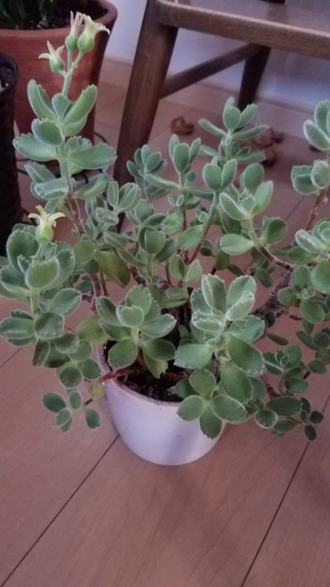 フロロ 夏に葉が落ちた熊童子が復活 スカスカになったけど新しい葉がでてきた 前より大きい鉢に植えかえ T Co 3fk7dnt3v2 Twitter