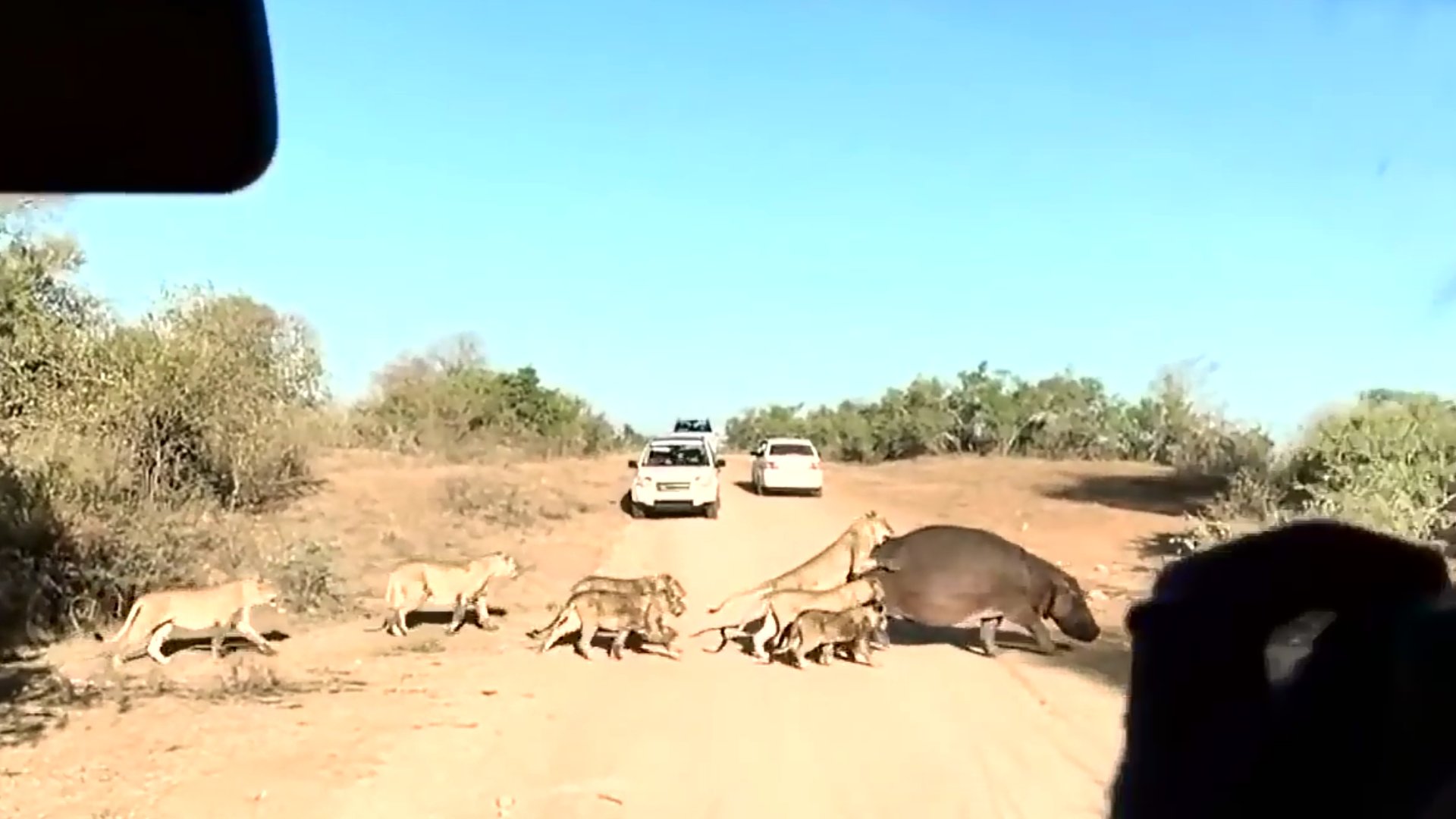 ｇｇ Twitter वर カバを襲うライオンの群れ カバ Vs ライオン T Co Fj5mglixxz