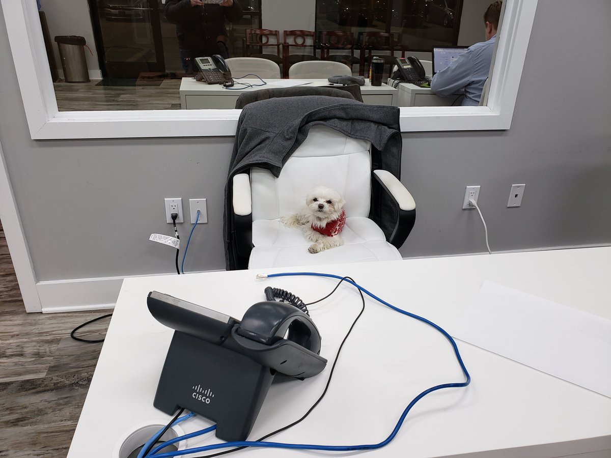 Carfinity's tweet image. Our favorite mascot Bentley has taken over the sales floor! lol Bentley get back to work 😂